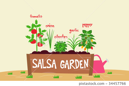 Salsa Garden Planter Illustration Salsa Garden Planter Illustration 34457766