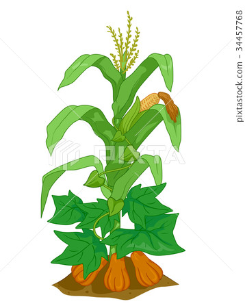 Three Sisters Planting Companion Illustration Three Sisters Planting Companion Illustration 34457768