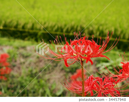 Higanbana red spider man Higanbana red spider man 34457948