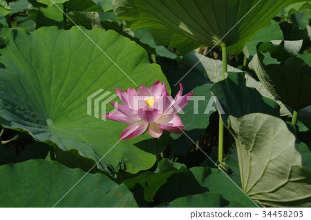 Lotus flower Lotus flower 34458203