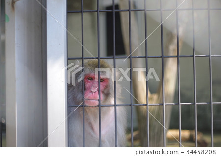 無聊的猴子 無聊的猴子 34458208