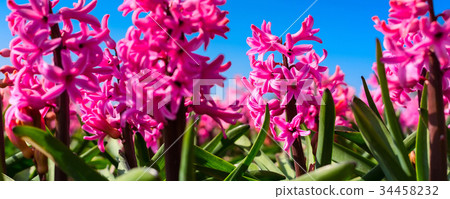 Pink close-up Hyacinth, field in Holland, blue sky 34458232