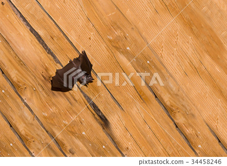 Black small bat with straightened leather wings 34458246