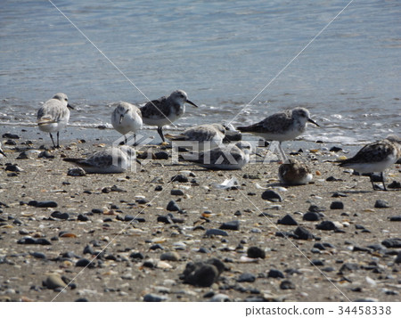 哺養在海灘的岸的Miyubishigi 哺養在海灘的岸的Miyubishigi 34458338