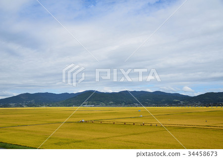 Harvesting rice in gold-colored fields Iwate Ichinoseki 34458673