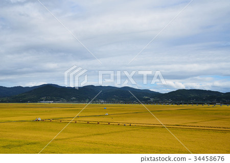 在金色的田野收穫水稻岩手一關 在金色的田野收穫水稻岩手一關 34458676