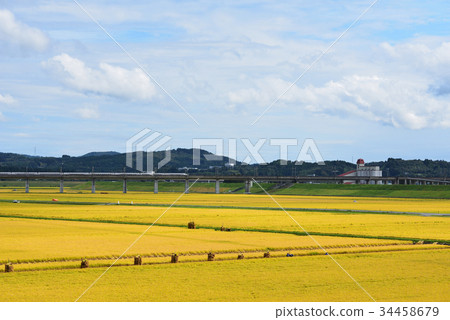 在金色的田野收穫水稻岩手一關 在金色的田野收穫水稻岩手一關 34458679