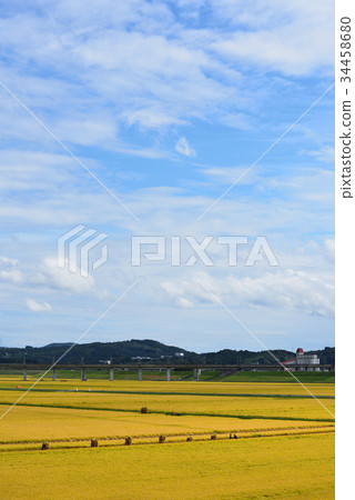 在金色的田野收穫水稻岩手一關 在金色的田野收穫水稻岩手一關 34458680