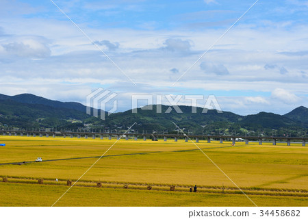 Harvesting rice in gold-colored fields Iwate Ichinoseki 34458682