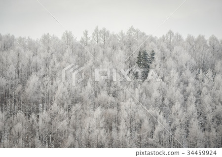 Iceberg forest Iceberg forest 34459924