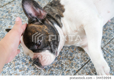 groping or fumbling a dog groping or fumbling a dog 34459994