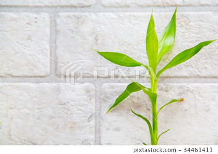 Lucky bamboo  on the grey brick wall background 34461411