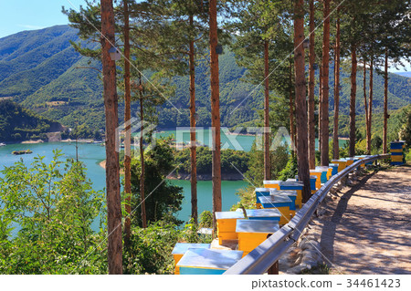 Pine trees, beehives at Vacha dam in Rhodopes 34461423