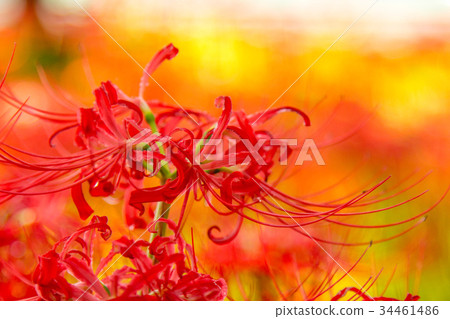 [秋天的花朵]群集孤挺花 34461486