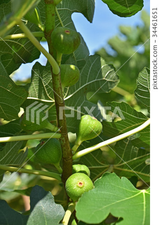 Fig (no fruit) 34461651