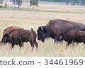 移動在草甸的水牛群 34461969