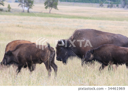 移動在草甸的水牛群 34461969