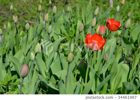Red tulips on the flowerbed of blossoming and buds Red tulips on the flowerbed of blossoming and buds 34461987
