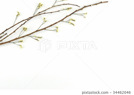Yellow limonium caspia flowers with brown branch Yellow limonium caspia flowers with brown branch 34462046