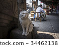Shaoxing cat 34462138