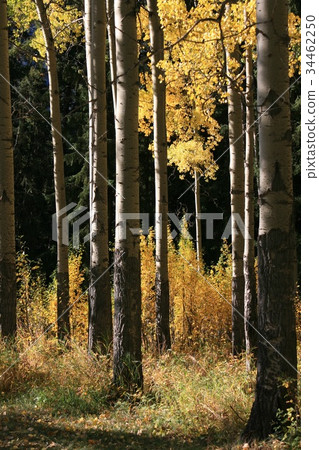 垂直的加拿大落基山脈的落葉 34462250