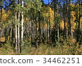 加拿大落基山脈的秋葉 34462251