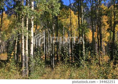 加拿大落基山脈的秋葉 34462251