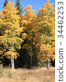 與黃色葉子的加拿大岩石樹 34462253
