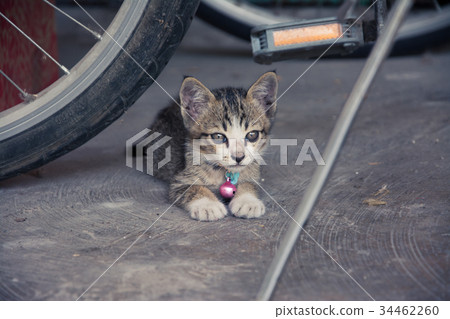 Kittens stray with innocence 34462260