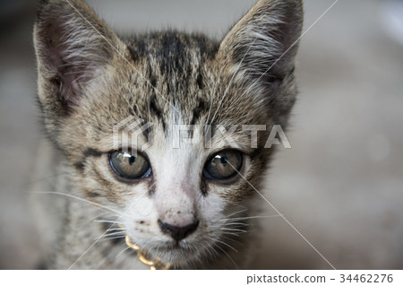 Kittens stray with innocence Kittens stray with innocence 34462276