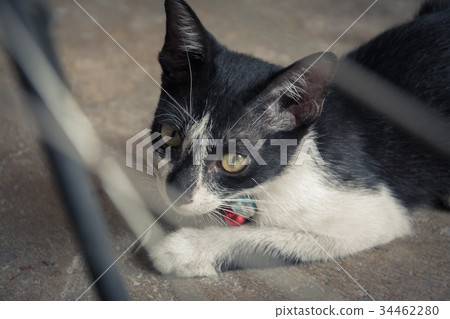 Kittens stray with innocence 34462280