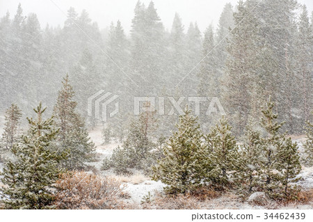 Snowstorm beginning in Yosemite National Park 34462439
