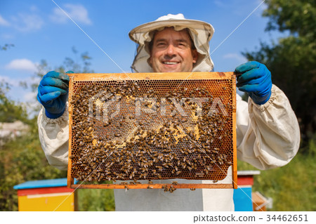 beekeeper with honeycomb in the apiary 34462651