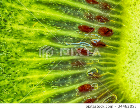 kiwi green background kiwi green background 34462855