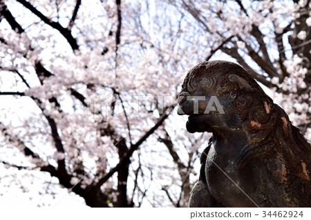 Cherry blossoms and old Shiba Inu Cherry blossoms and old Shiba Inu 34462924