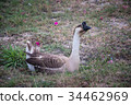 ,A goose that sleeps comfortably 34462969
