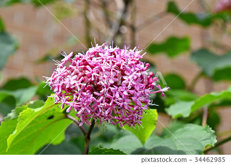 Butakagi (Peony odor tree) 34462985