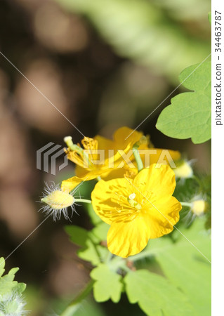 白屈菜 白屈菜 34463787