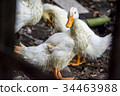 Duck in farm. 34463988