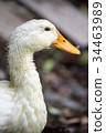 Duck in farm. 34463989