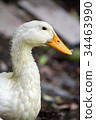 Duck in farm. 34463990