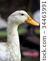Duck in farm. 34463991