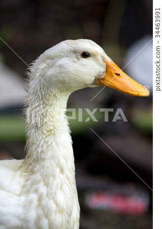 Duck in farm. 34463991