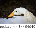 Duck in farm. 34464040