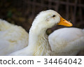 Duck in farm. 34464042