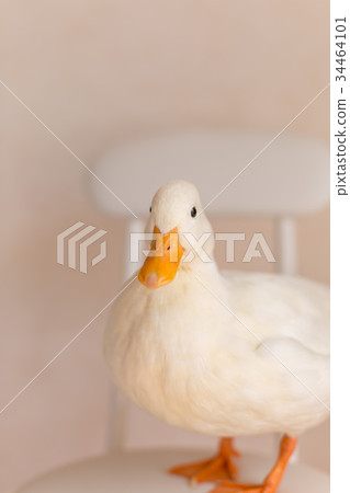 Cole Duck 34464101
