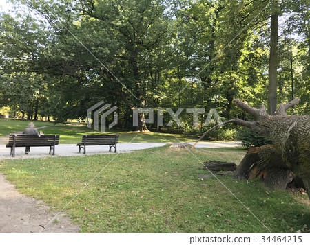Fallen mighty oak in eastern Poland 34464215