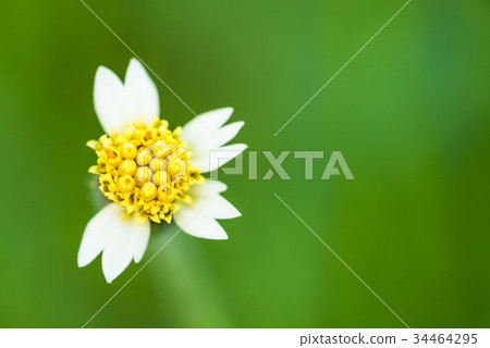 Mexican Daisy flower Mexican Daisy flower 34464295