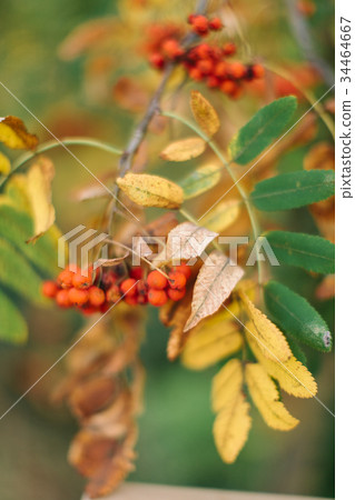 autumn, environment, wild life concept 34464667