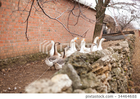 countryside, farming, fall concept. typical rural 34464688